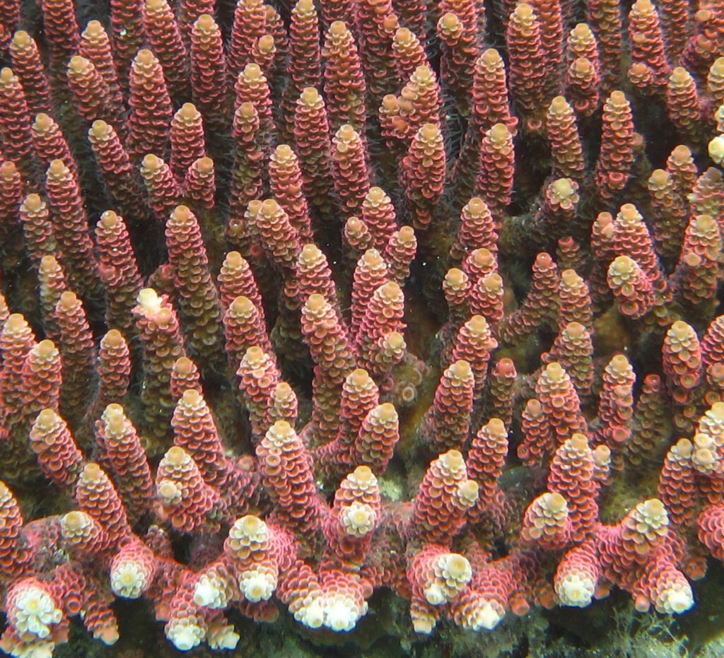 staghorn coral