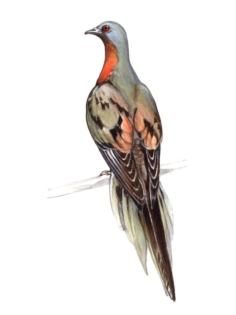 passenger pigeon