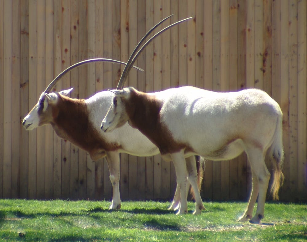 oryx