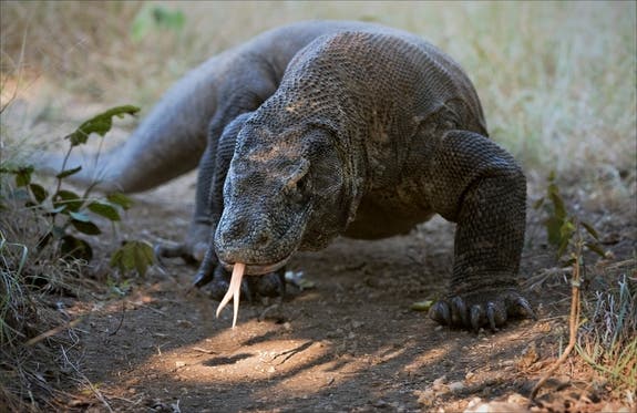 komodo