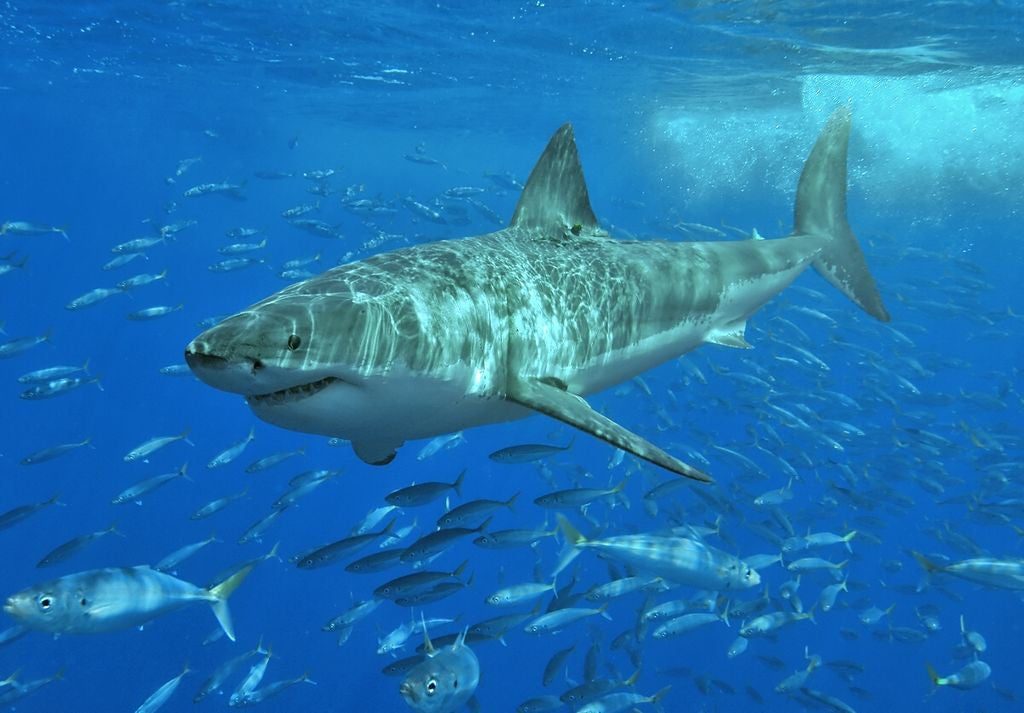 Great whites are cruisers of the pelagic zone—the open ocean—and navigate great distances through their uniform environment. Perhaps with their noses, like leopard sharks.