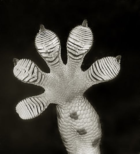 <strong>When Was it Promised:</strong> Researchers first started looking at gecko feet as a possible adhesive about ten years ago, but in a 2000 paper, Kellar Automn, a biology professor at Lewis and Clark University, discovered that the adhesive was mechanical, not chemical, and contained seven features that made the adhesive so sticky. <strong>What's the Holdup:</strong> This technology has advanced pretty rapidly, actually. After over 200 years of trying to figure out what made gecko feet so stick, the last ten years has finally seen some progress on the topic. Right now, the main obstacle isn't science but manufacturing. The gecko feet adhesives stick via thousands of tiny hairs with very specific shapes. Manufacturing the hairs consistently and over a large area has proven challenging, and researchers have tried out a number of different materials from silicon to carbon nanotubes in an attempt to find the easiest way to make the hairs.