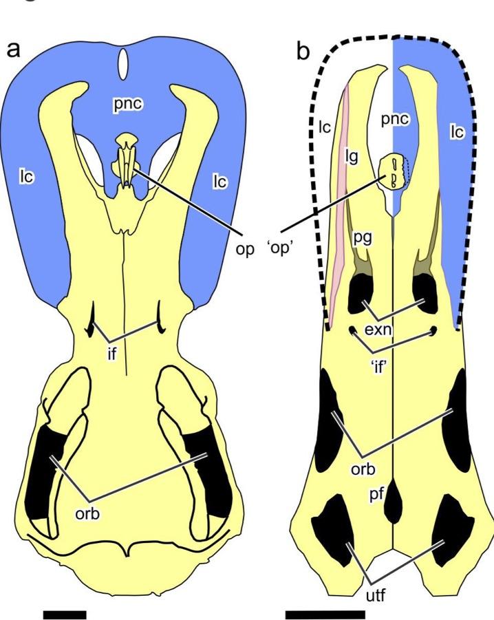 Images comparing the skulls of the platypus and *carrolldongi*.