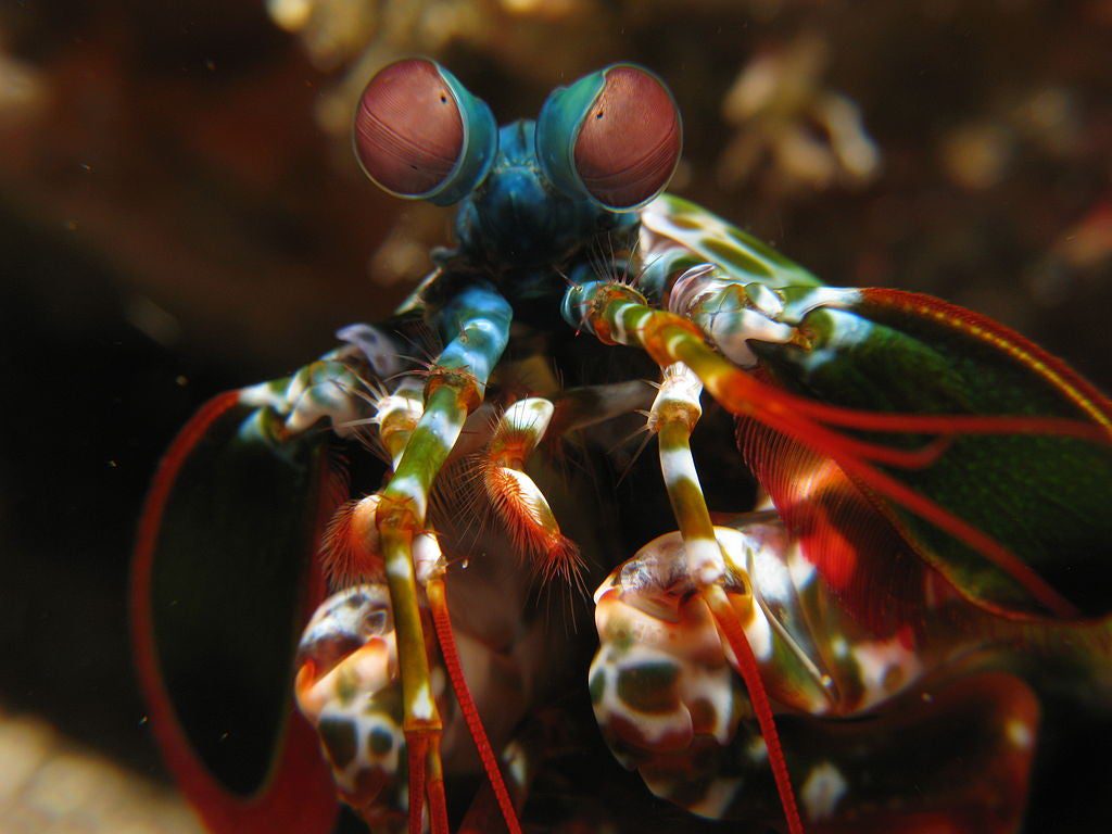 Macro view of a Mantis Shrimp.