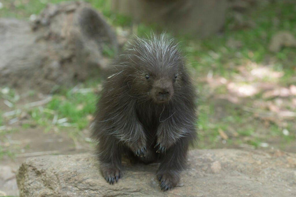 Baby Porcupine on Exhibit at Bronx Zoo