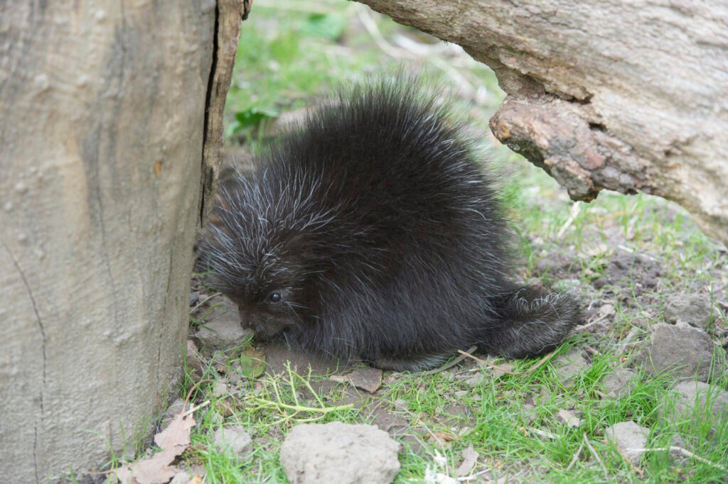 Baby Porcupine on Exhibit at Bronx Zoo