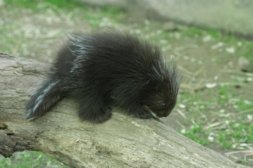 Baby Porcupine on Exhibit at Bronx Zoo