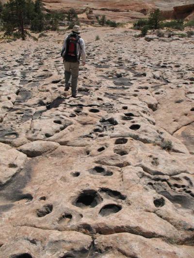 University of Utah geologist Winston Seiler walks among a large concentration of dinosaur tracks that were preserved in a "trample surface," where the reptiles likely gathered to drink water at an oasis among arid sand dunes some 190 million years ago. The site is in the Coyote Buttes North area in the Vermilion Cliffs National Monument near the Arizona-Utah border.