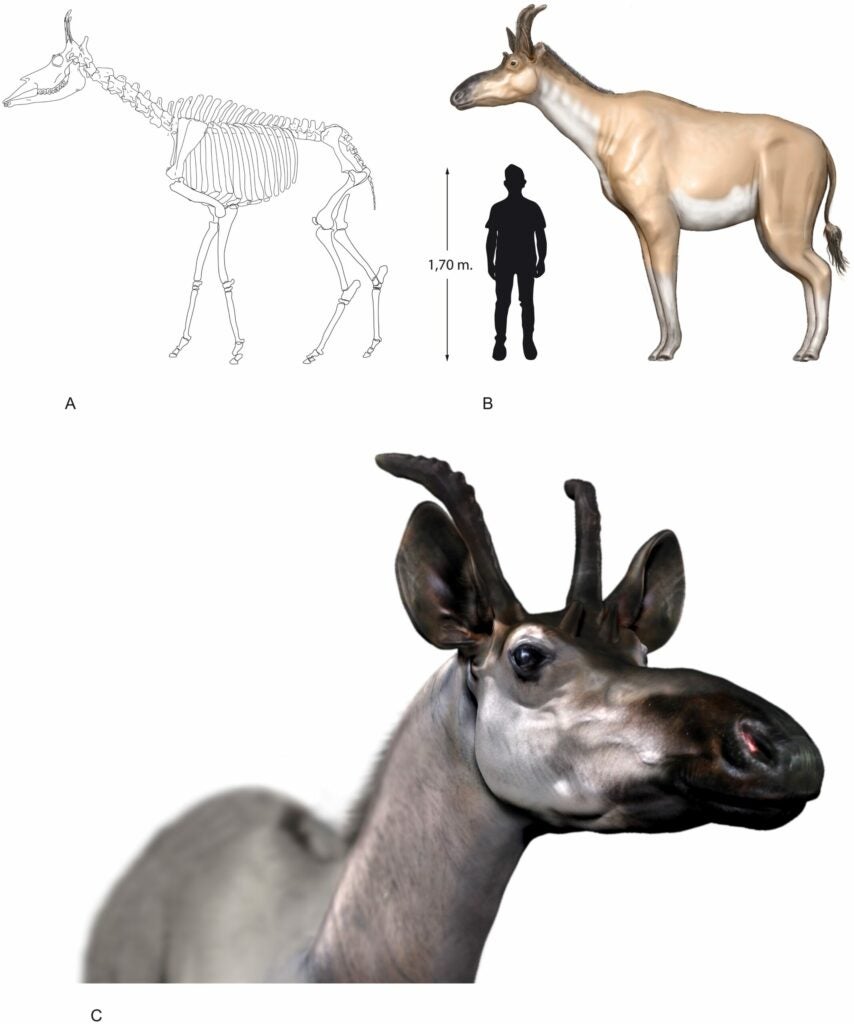 giraffid Decennatherium rex