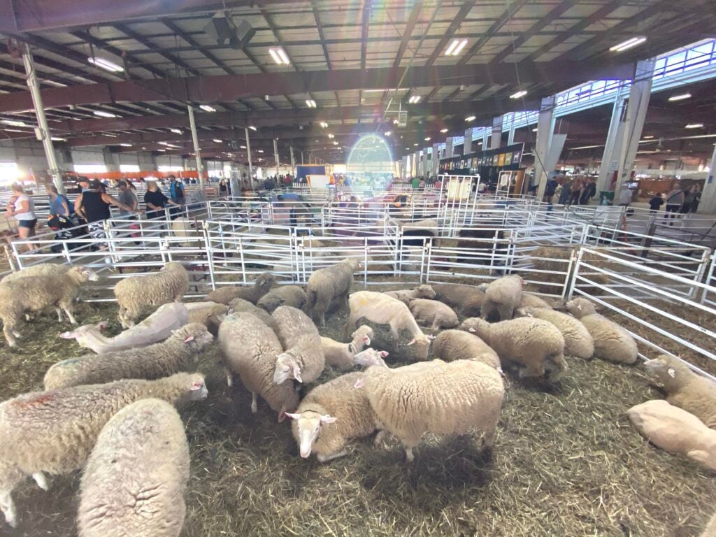 A wide-angle view of a sheep pen taken by iPhone 11 Pro camera