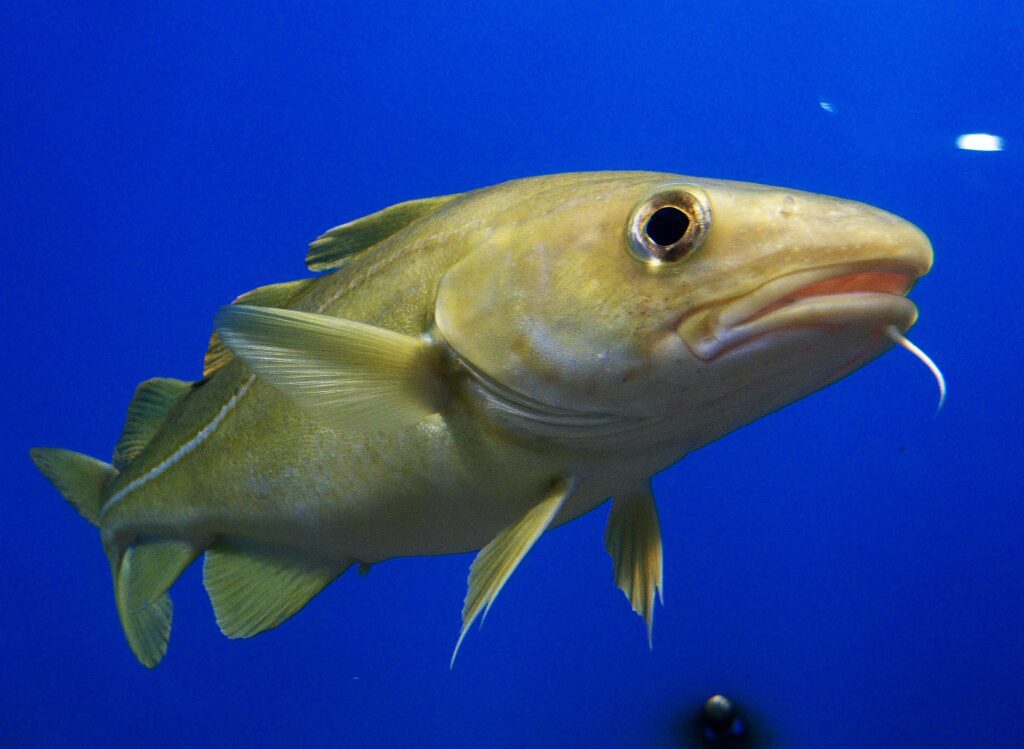 atlantic cod