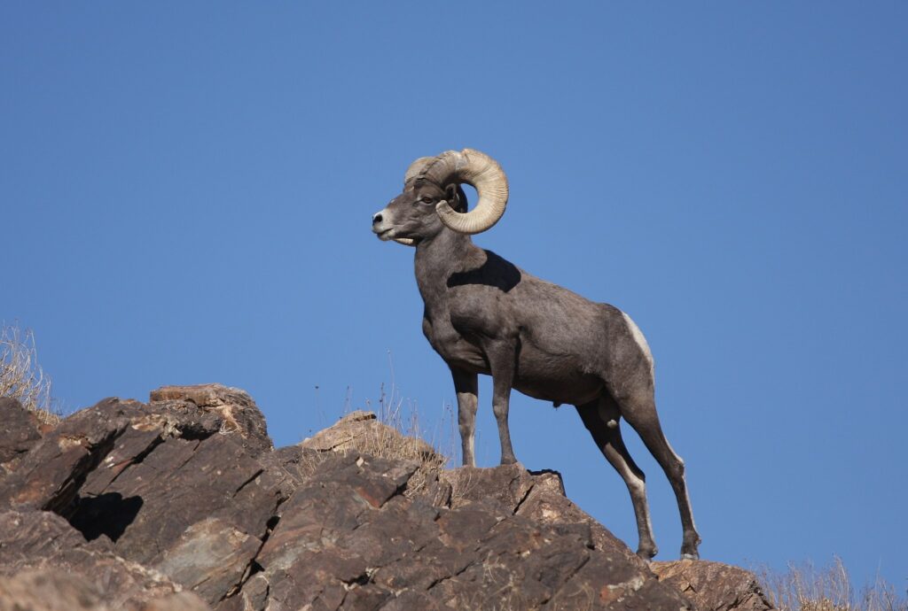 bighorn sheep