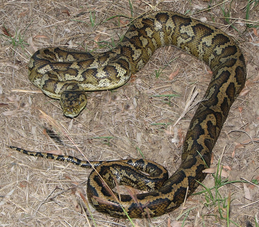 carpet python