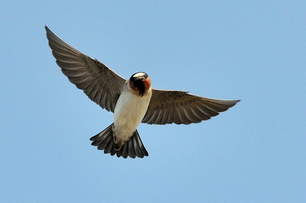 cliff swallow