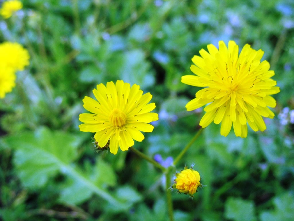 hawksbeard