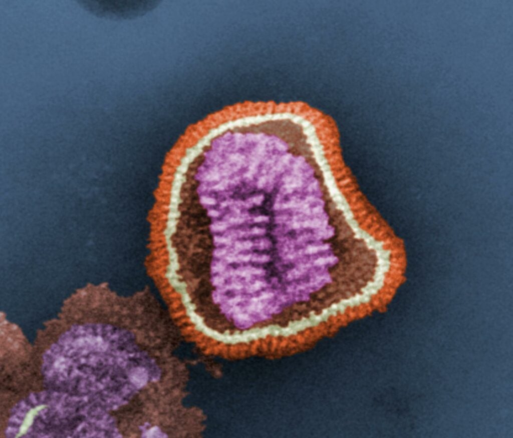 influenza virus