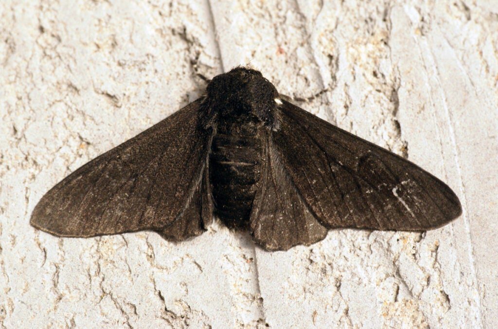 peppered moth