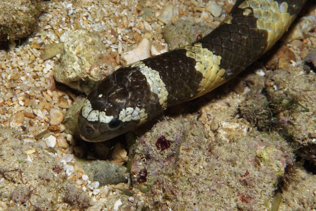 sea snake