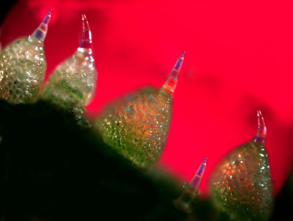 This microscopic image (magnification 800X) shows the skin of an immature cucumber. Fruits and vegetables are most vulnerable to predators when they are immature, and cucumbers have developed two mechanisms to protect themselves against herbivores. The first is to grow closely arranged trichomes on their outer skin. The trichomes' sharp distal points are 40 times thinner than a sewing needle and can penetrate either the bodies or mouthparts of herbivores. The second is the development of toxic and bitter substances called cucurbiticins that repulse or kill invaders. Cucurbiticins are the most bitter substances known. Humans can detect them even when they are diluted to one part in a billion.