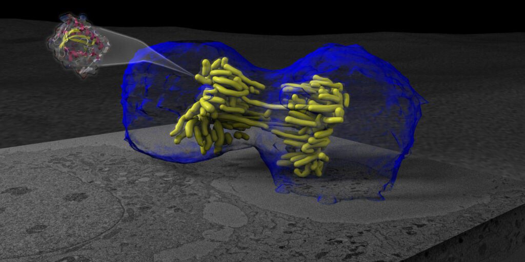 This is a cell undergoing mitosis. The cell membrane is shown in blue and the cell's chromosomes in yellow. Mitosis is a well-studied and well-imaged phenomenon in 2-D images, but what makes this image special is the use of a special new fluorescent protein called MiniSOG, shown flying out of the cell. MiniSOG promises to do for electron microscopy what green fluorescent protein did for light microscopy, by allowing scientists to target certain structures then see them clearly under electron microscopes. Here MiniSOG has been tagged to another protein, H2B, to bind to DNA. The division data was reconstructed using 3D Serial Block-Face Scanning Electron Microscopy (SBFSEM), wherein the specimen is repeatedly cut then imaged, then traced to produce the 3D image you see here.