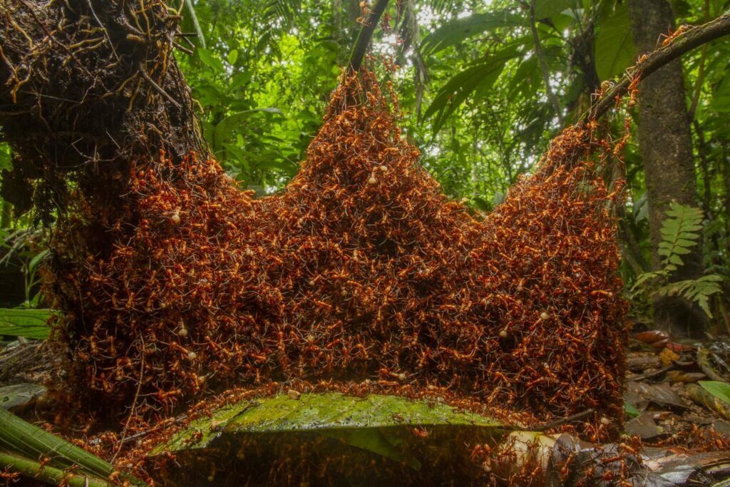 Army ants making a nest