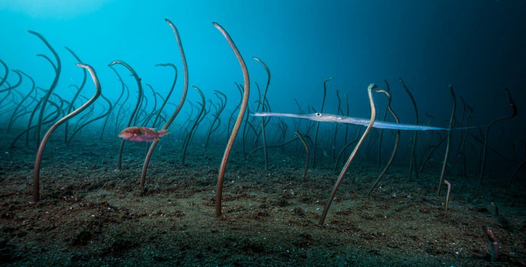 Colony of garden eels