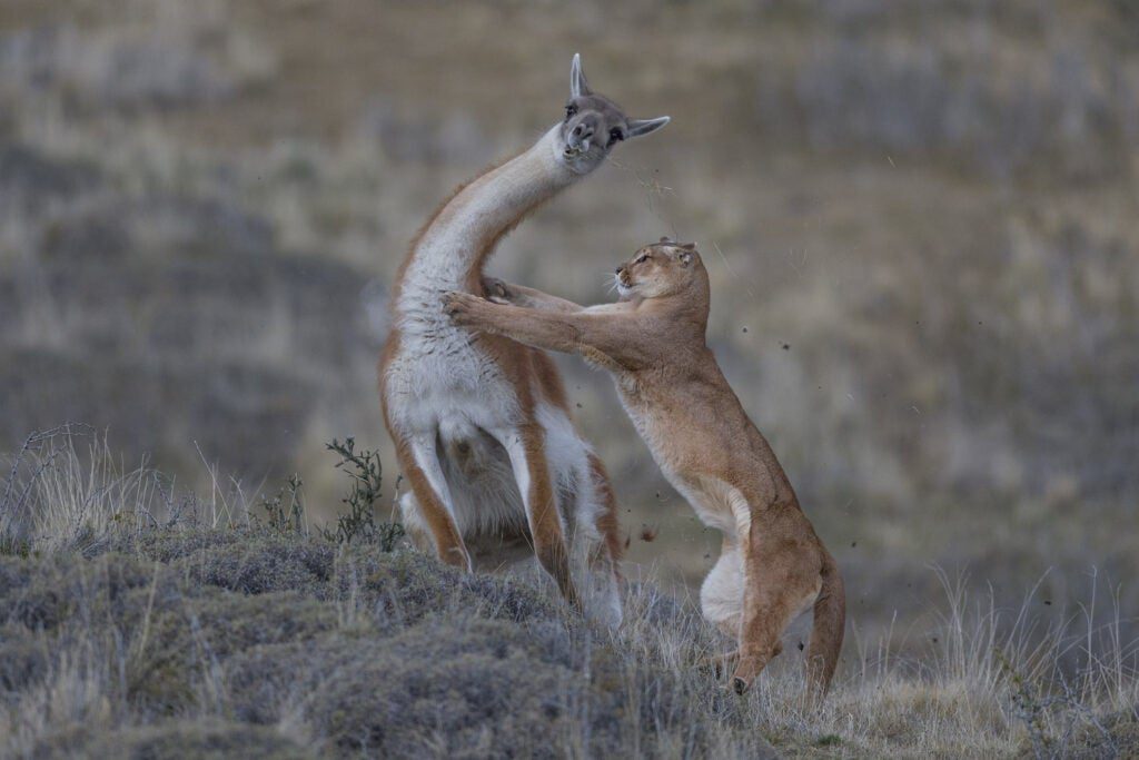 A puma attaching a guanaco