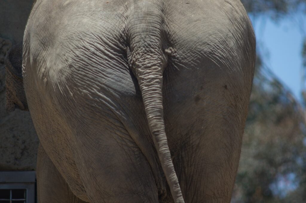 Elephant butt