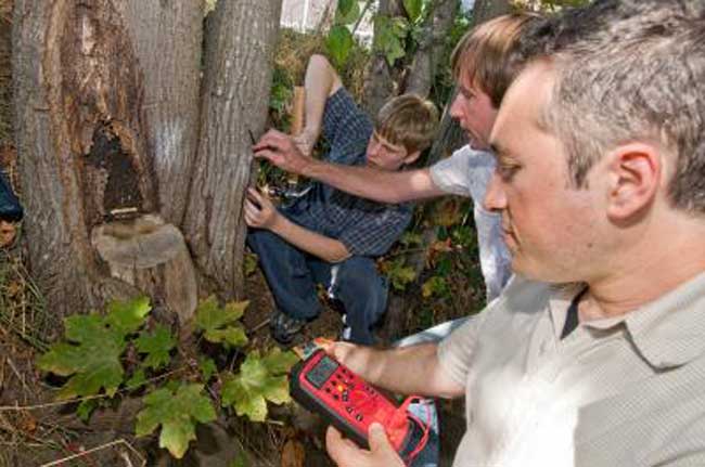 tree electricity