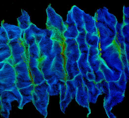 Here’s an extreme closeup of an embryonic earthworm’s developing band of cilia. Earthworms are hermaphroditic—they have both testes and ovaries and mate by swapping sperm. Afterwards, they each secrete a cocoon-forming mucus from their clitellum—the saddle-like protuberance bulging out of the top of their midsection—and deposit an egg-filled package into the ground.