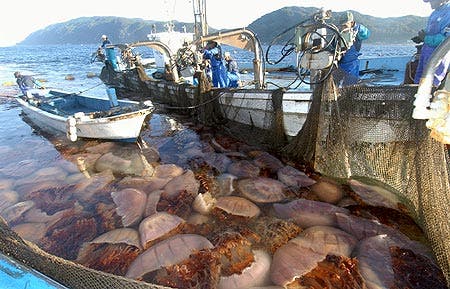 Jellyfish captured in China