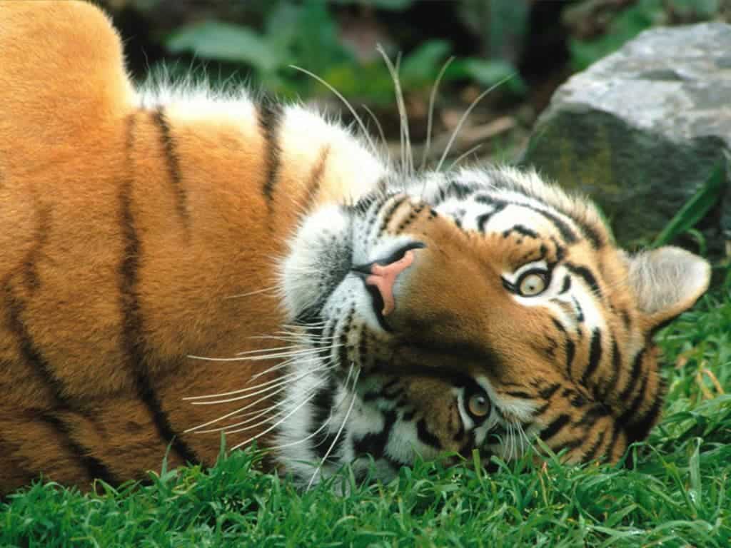 siberian-tiger