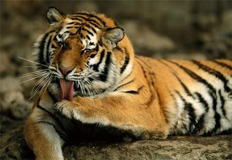 siberian-tiger-grooming