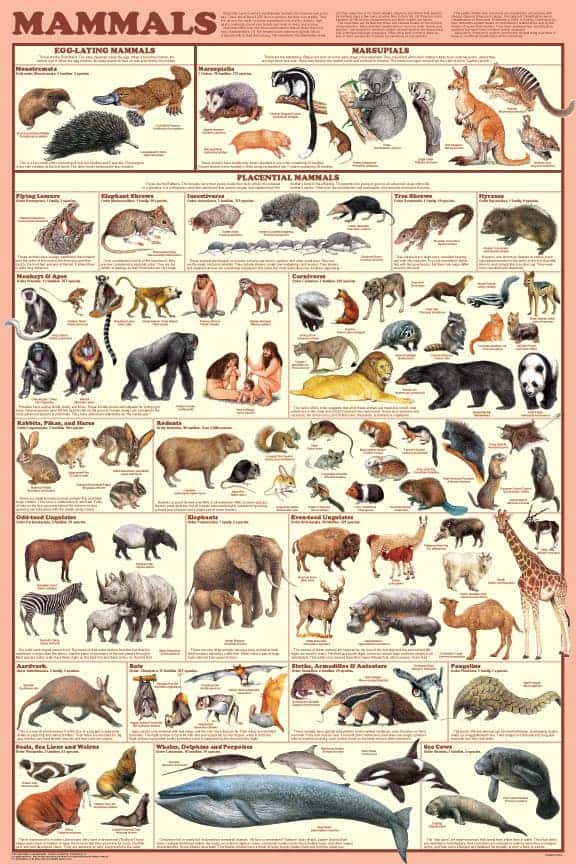 a151-mammals_poster