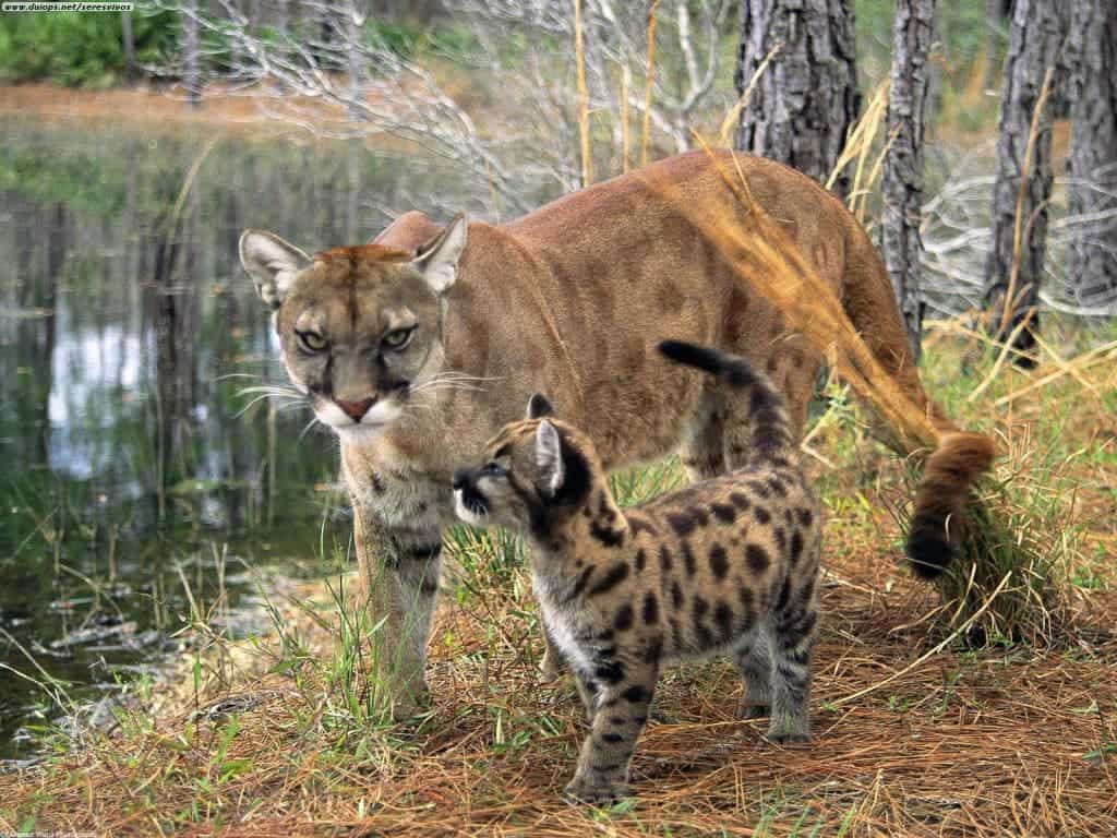 florida_panther_with_cub