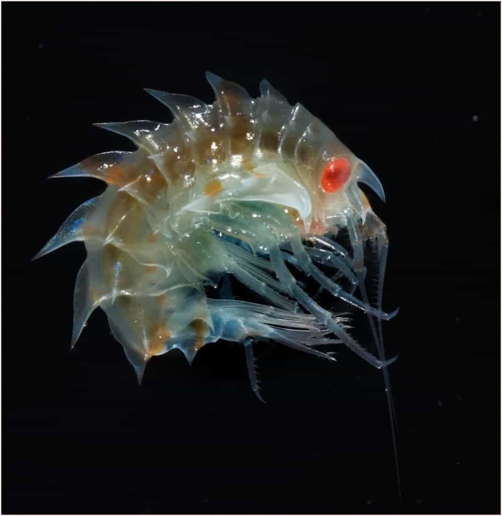 Amphipod sandhopper