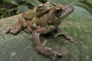 tree frogs