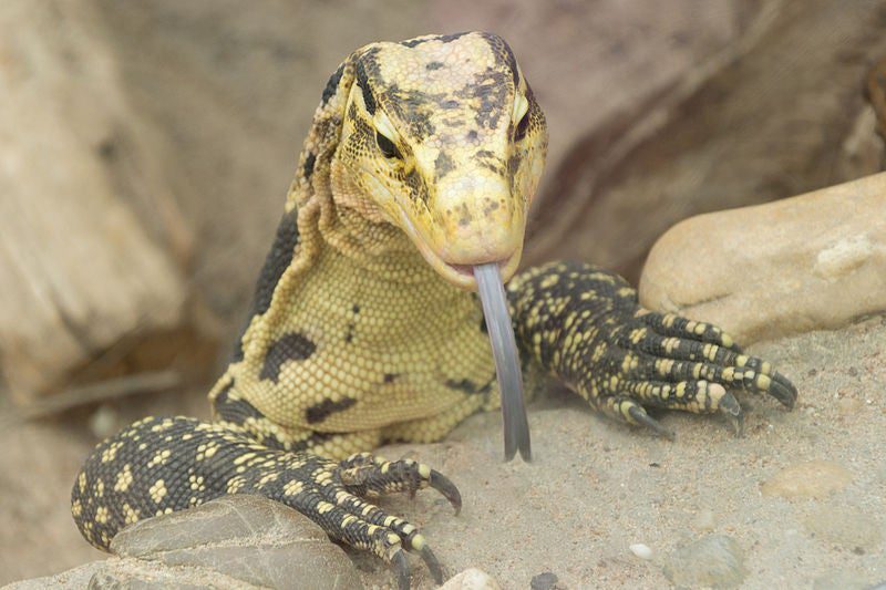 Monitor Lizard