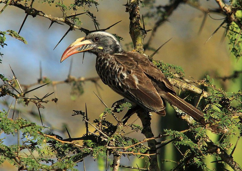 African Hornbill