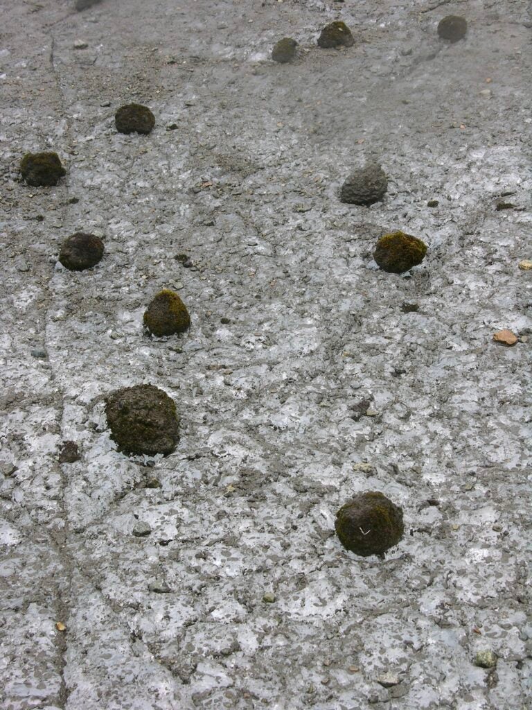 moss balls