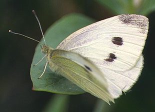 cabbage white butterfly