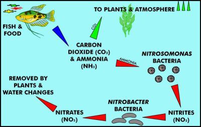 nitrogen