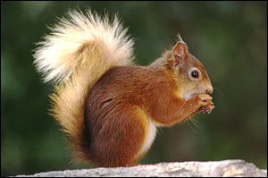 red squirrel