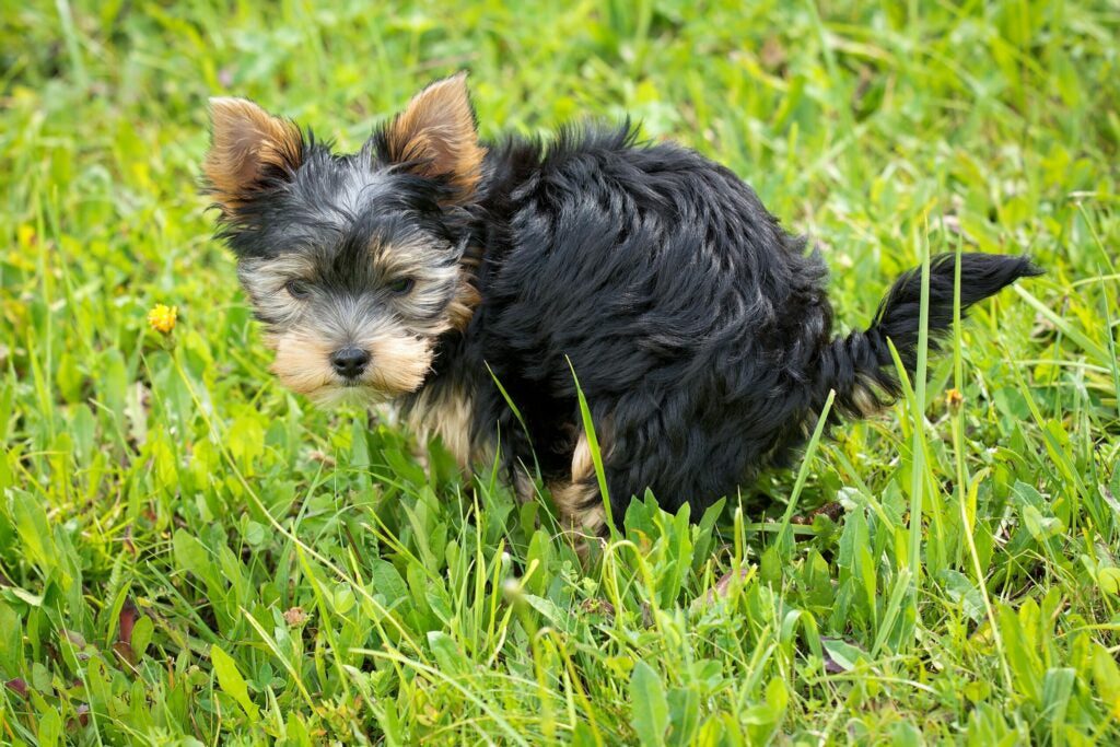 Yorkshire terrier pooping