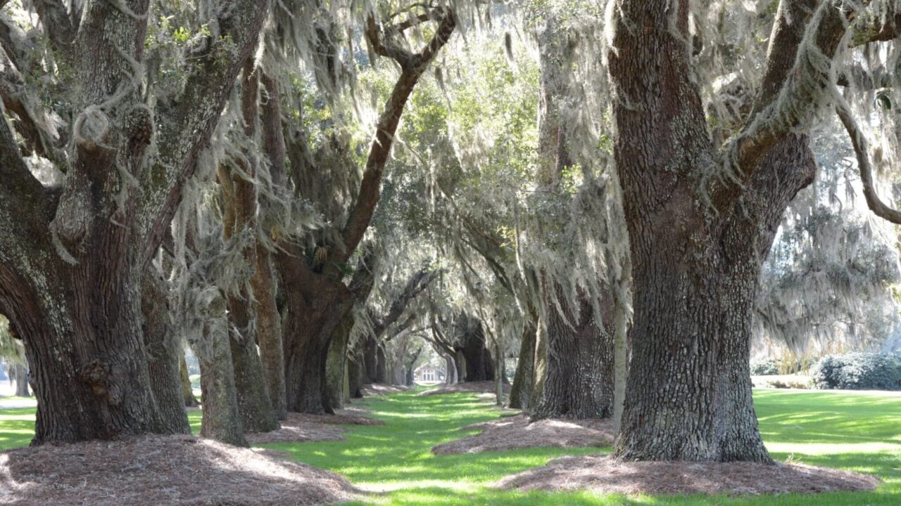 Simons Island Trees, Georgia