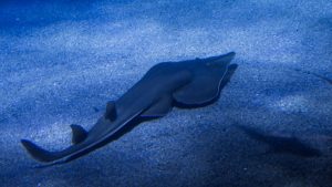 – 20240309bowmouth guitarfish