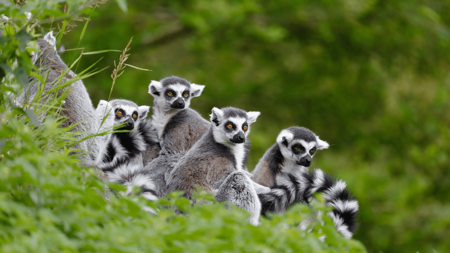 – 20240312lemurs in tree