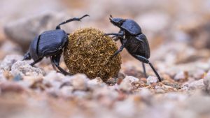 – 20240313dung beetles