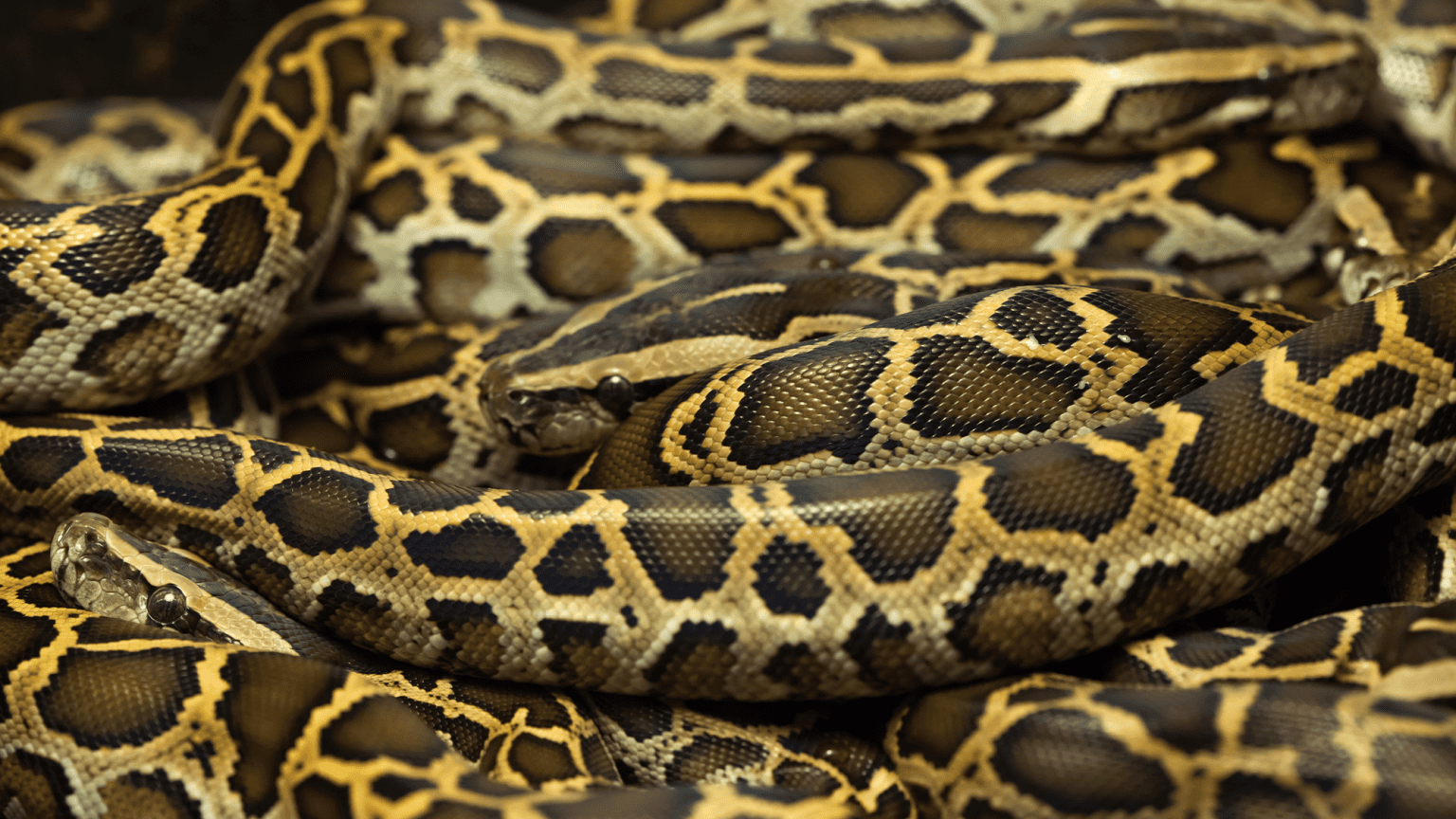 – 20240315burmese python group