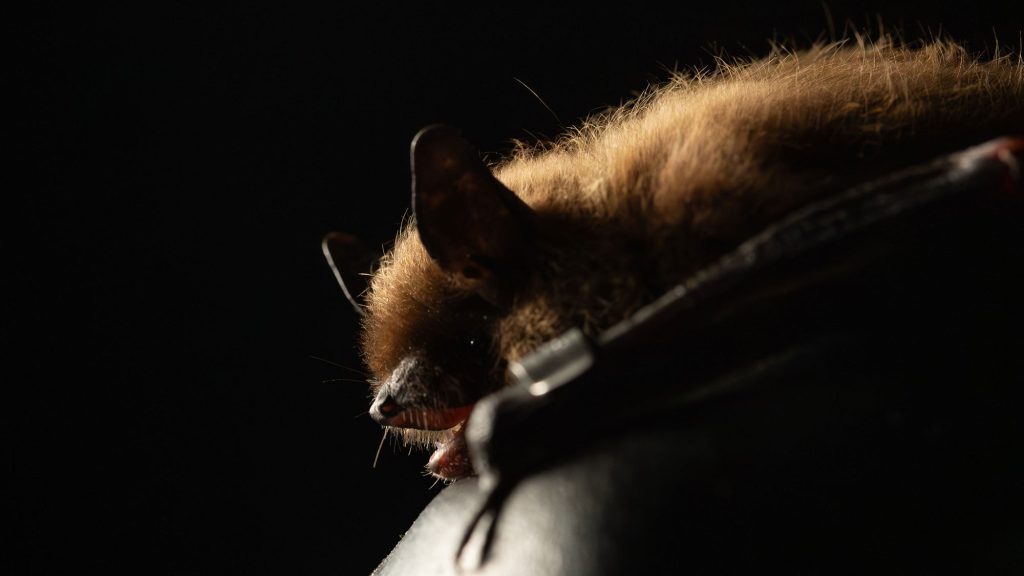 – 20240322header uncropped alaska brown bats